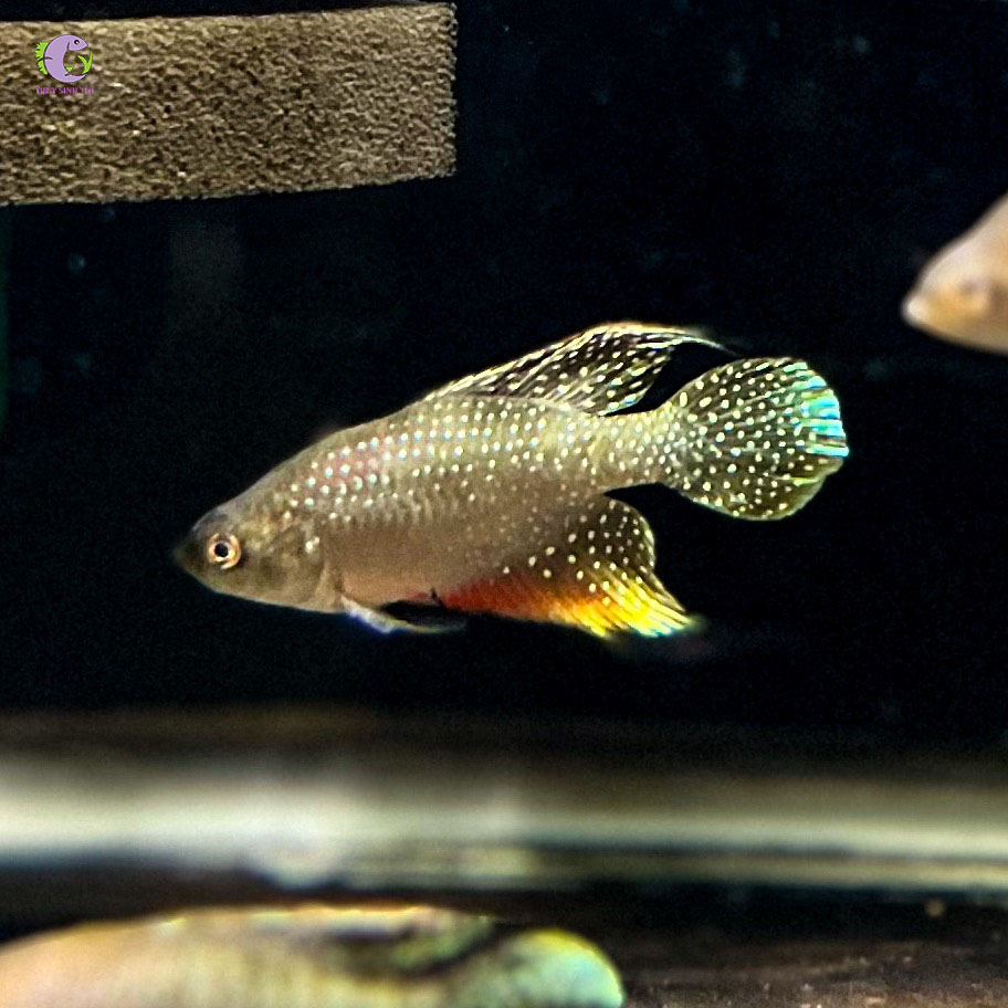 Cá Killi Hỏa Châu-1