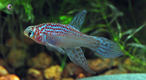 Cá Killi Poseidon-1