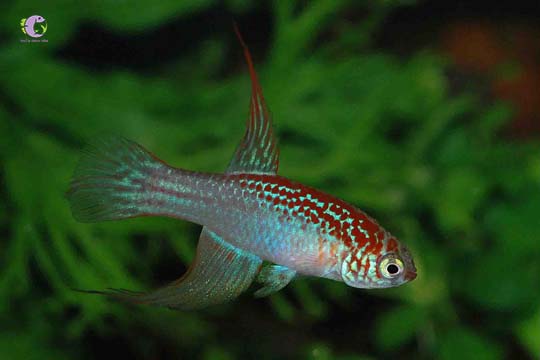 Cá Killi Poseidon-2