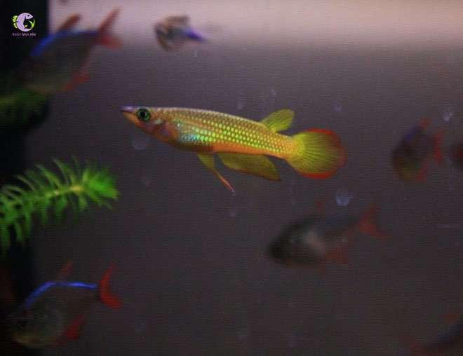 Cá Killi Vàng-1