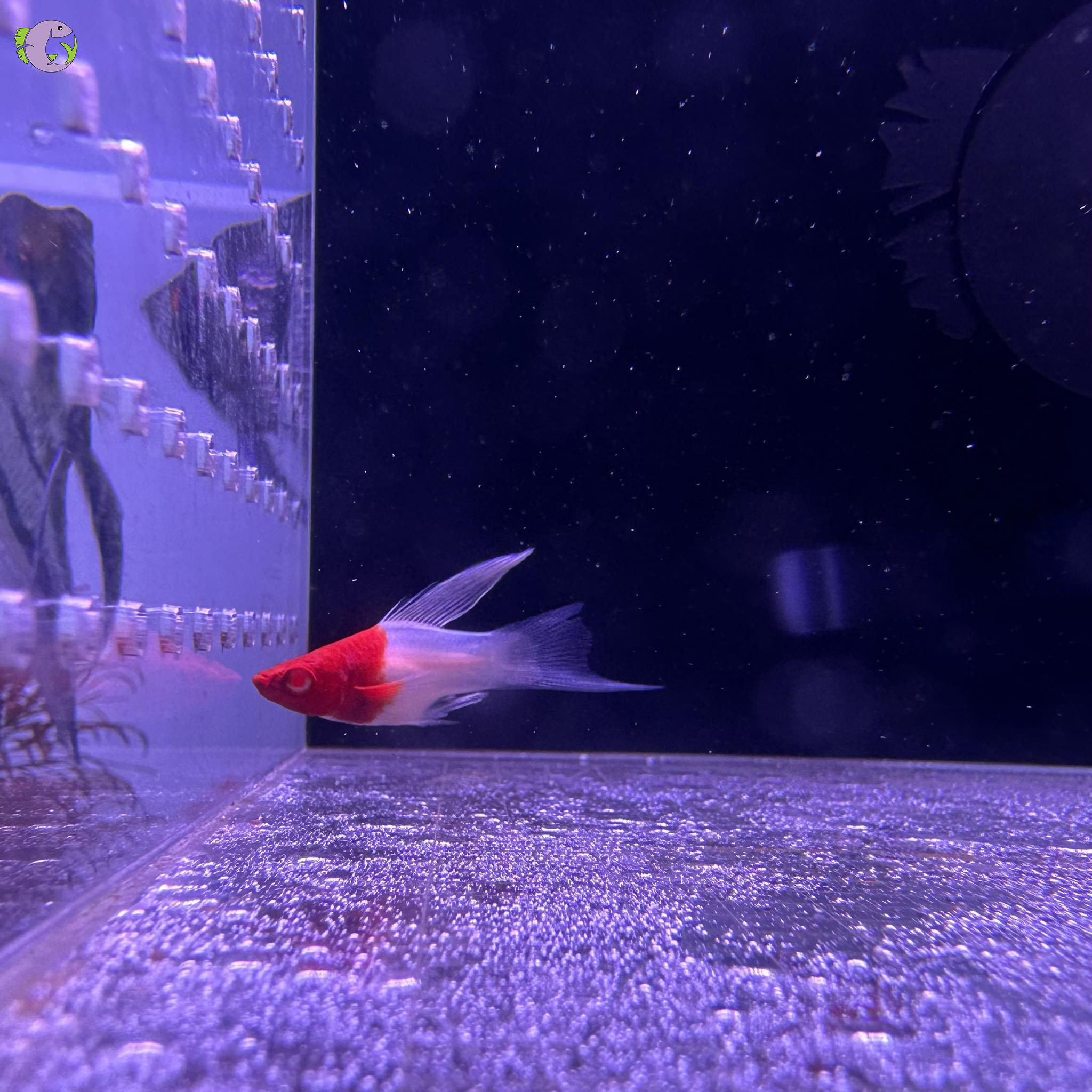 kiem-koi-short-highfin-1