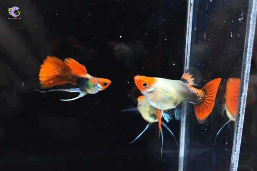 Koi Đen Short Ribon-2