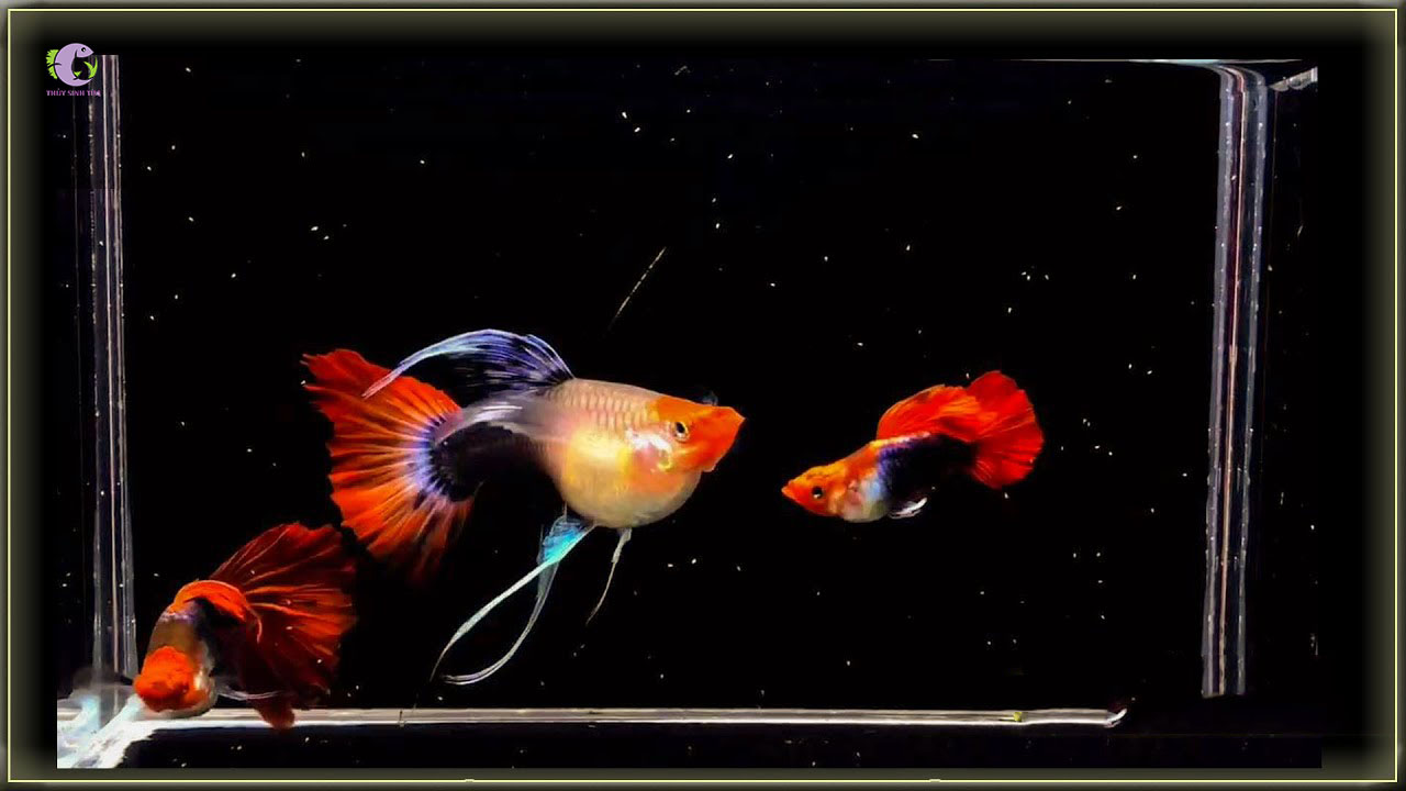 Koi Đen Short Ribon-1