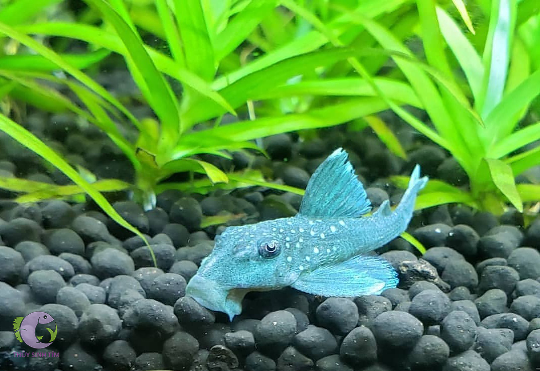 l128 blue phantom pleco - 2