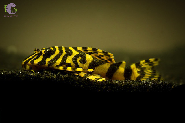 L134 Leopard Frog Pleco - 2