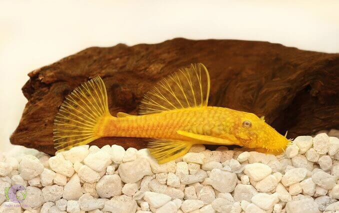l144 blue eye lemon bristlenose pleco - 1