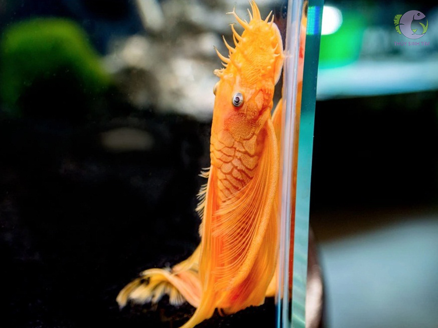 l144 longfin blue eye lemon bristlenose pleco - 1