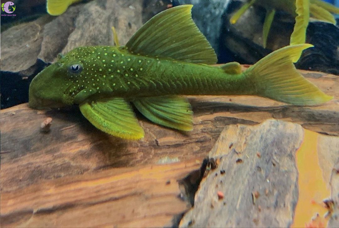 Cá L200 - Green Phantom Pleco - 2