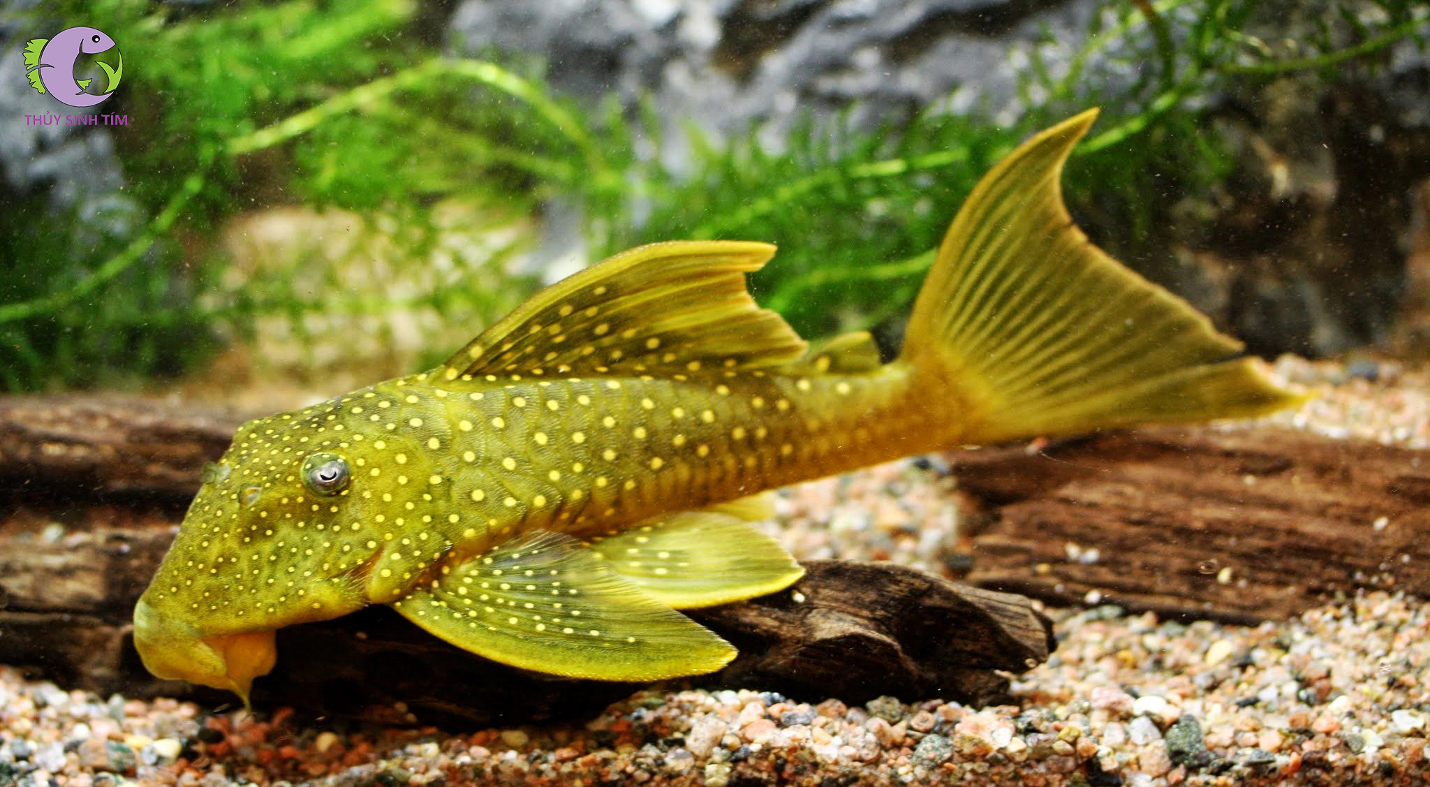 L200 green phantom pleco - 2