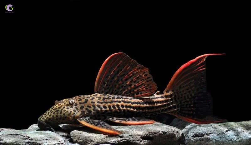 L25 Scarlet Pleco-2
