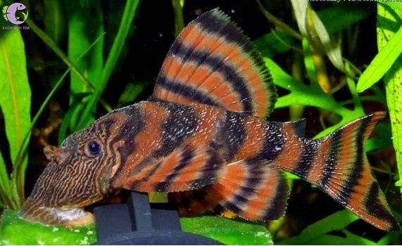 Pleco L397 Alenquer Tiger -1