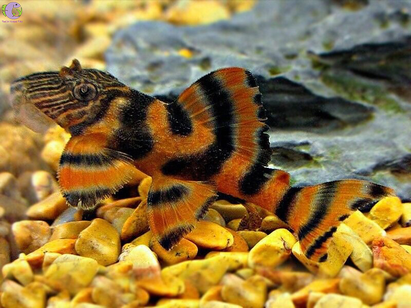 Pleco L397 Alenquer Tiger -2