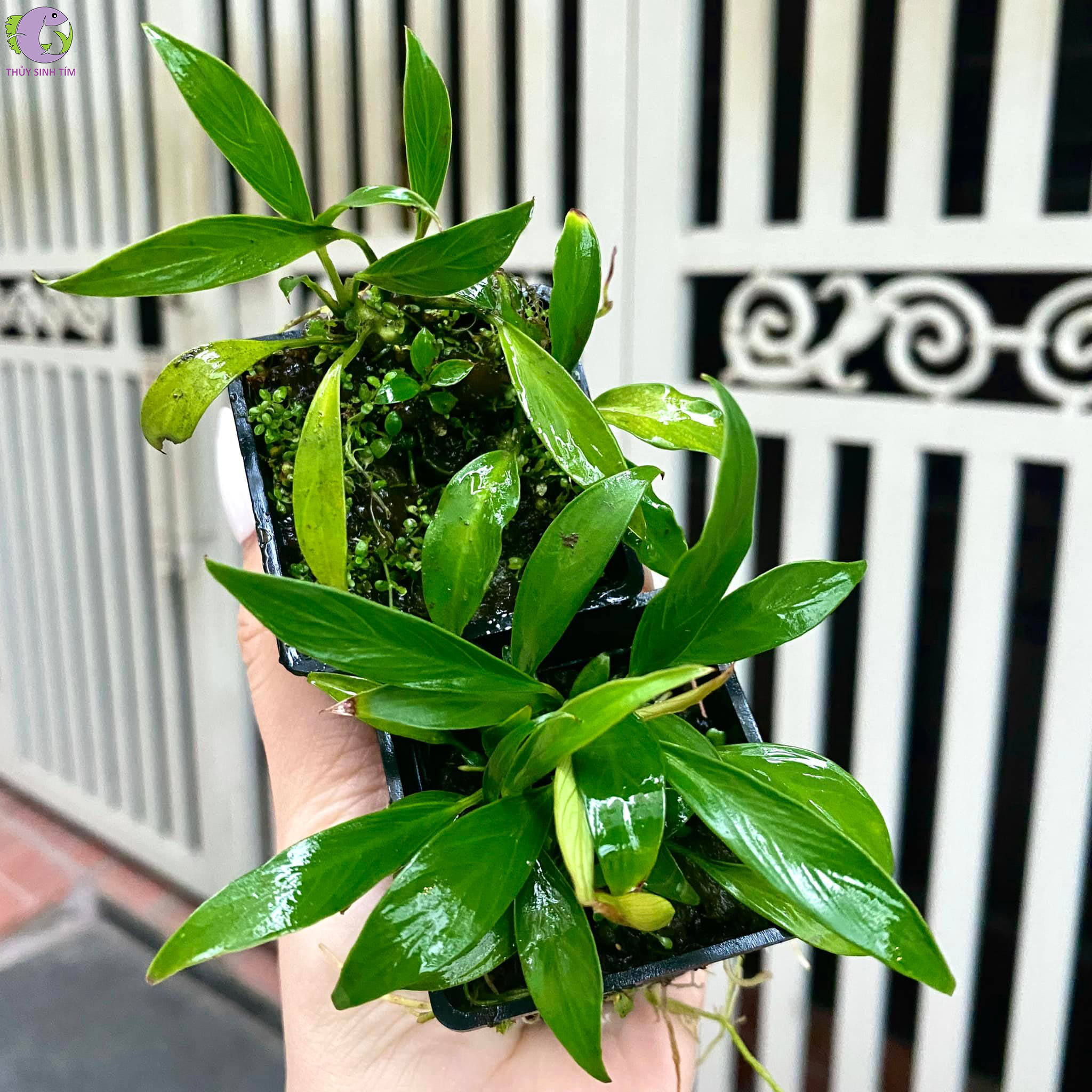 ráy lá dài mini - 1