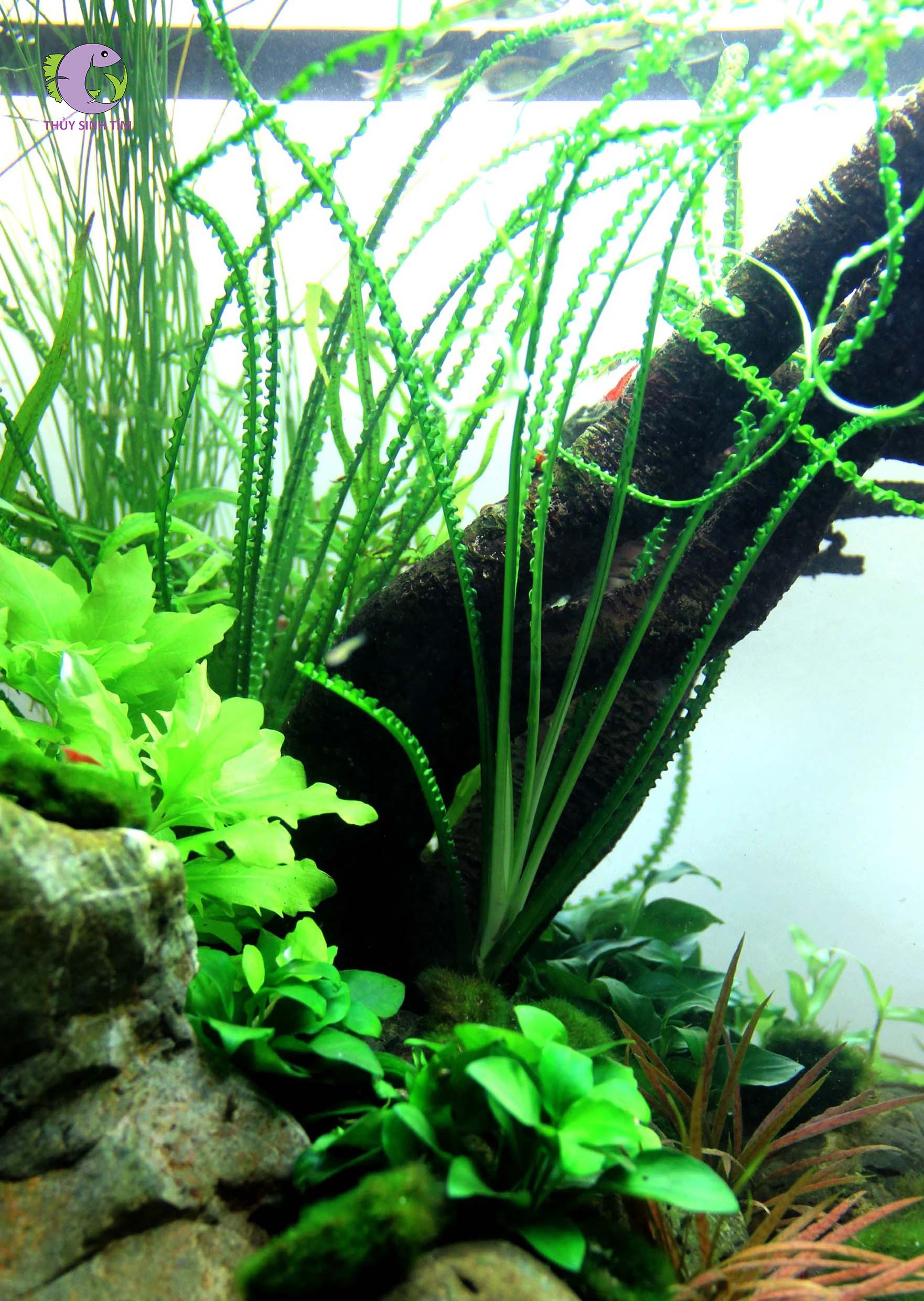 Cây thủy sinh Láng xoắn-1