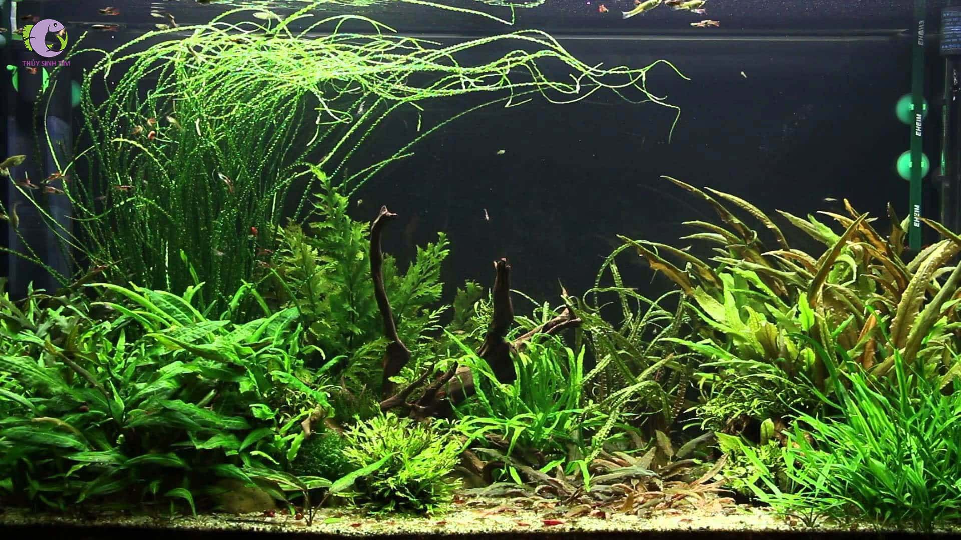 Cây thủy sinh Láng xoắn-2