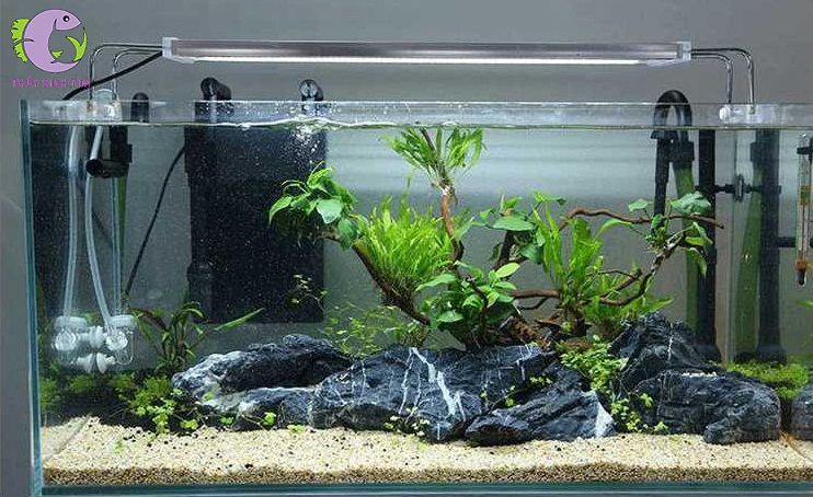 lọc treo sunsun hbl 7