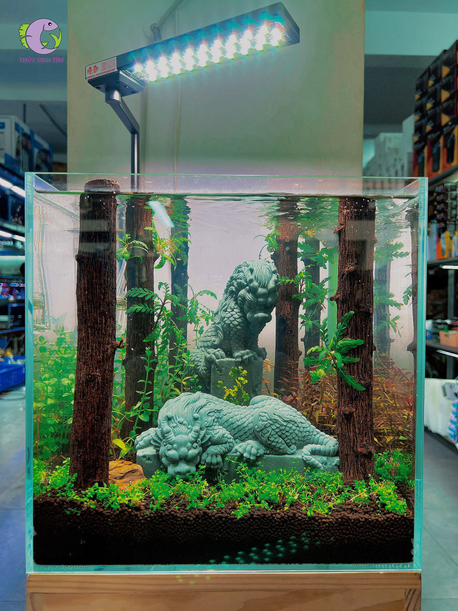 Lũa Thạch Sùng (1kg)-1