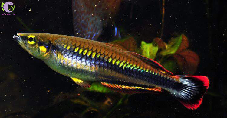 Cá Cầu Vồng Madagascar 1