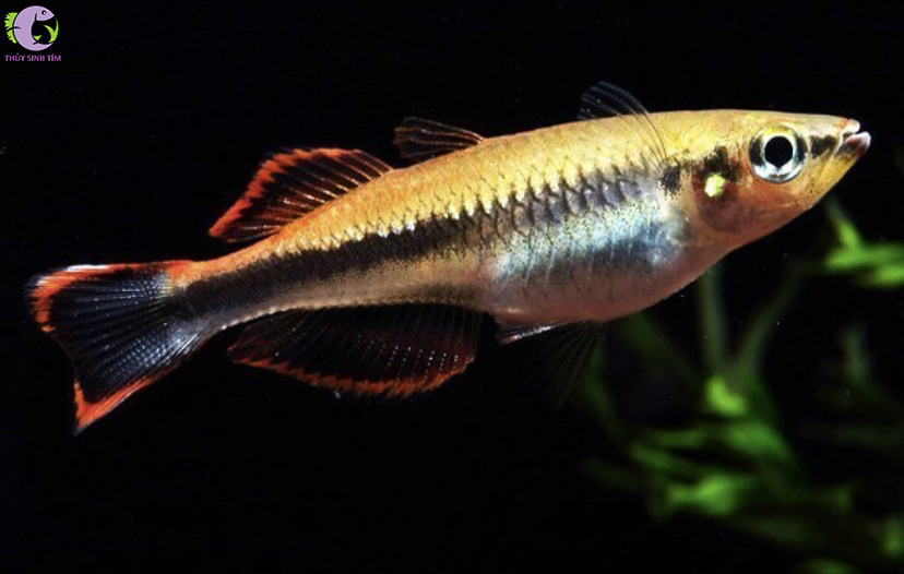 Cá Cầu Vồng Madagasca 2