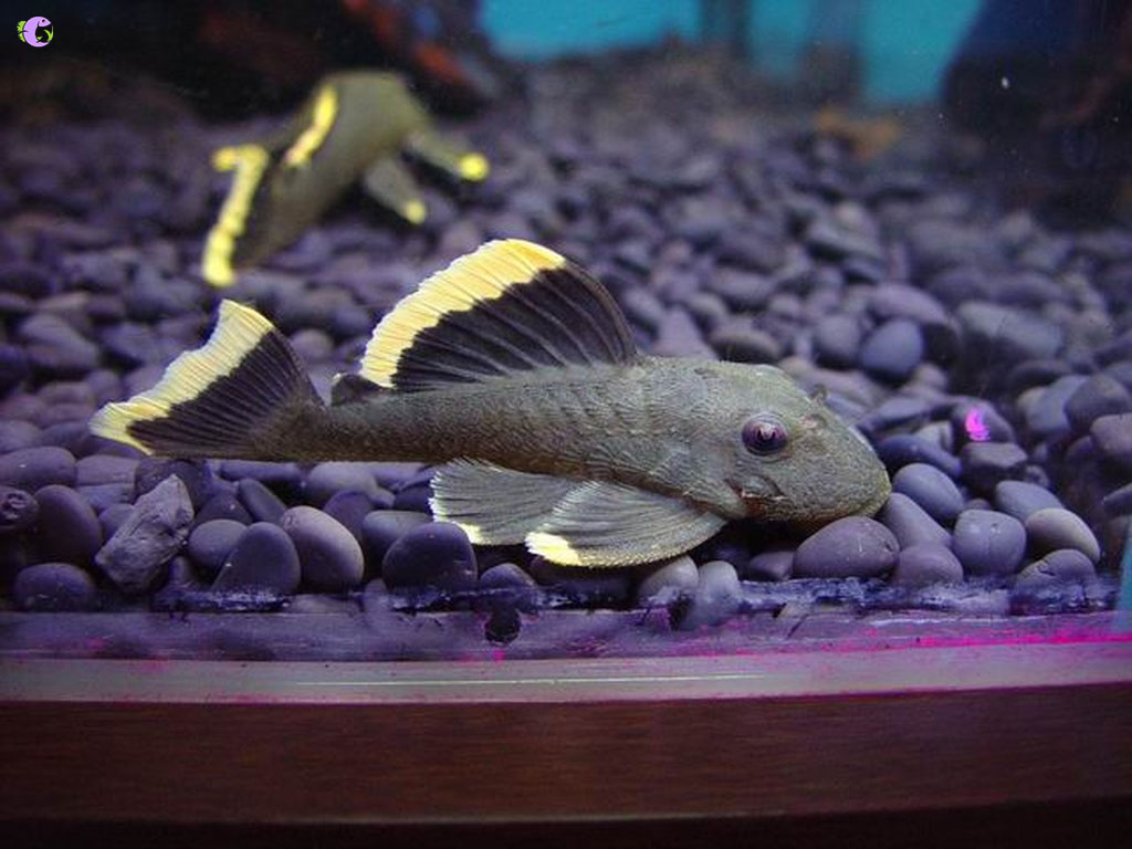Pleco L047 Mango Pleco