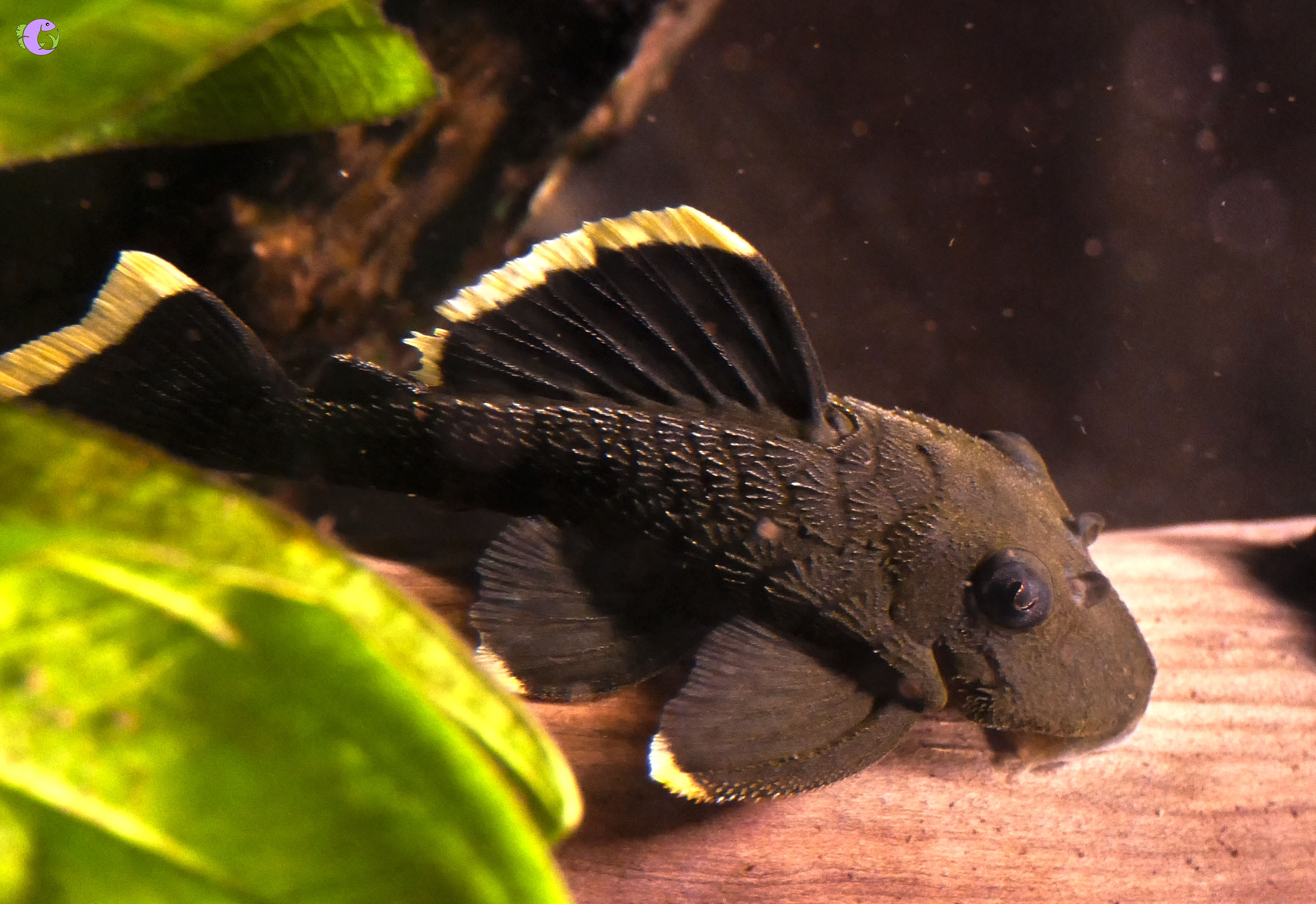 Pleco L047 Mango Pleco - 2