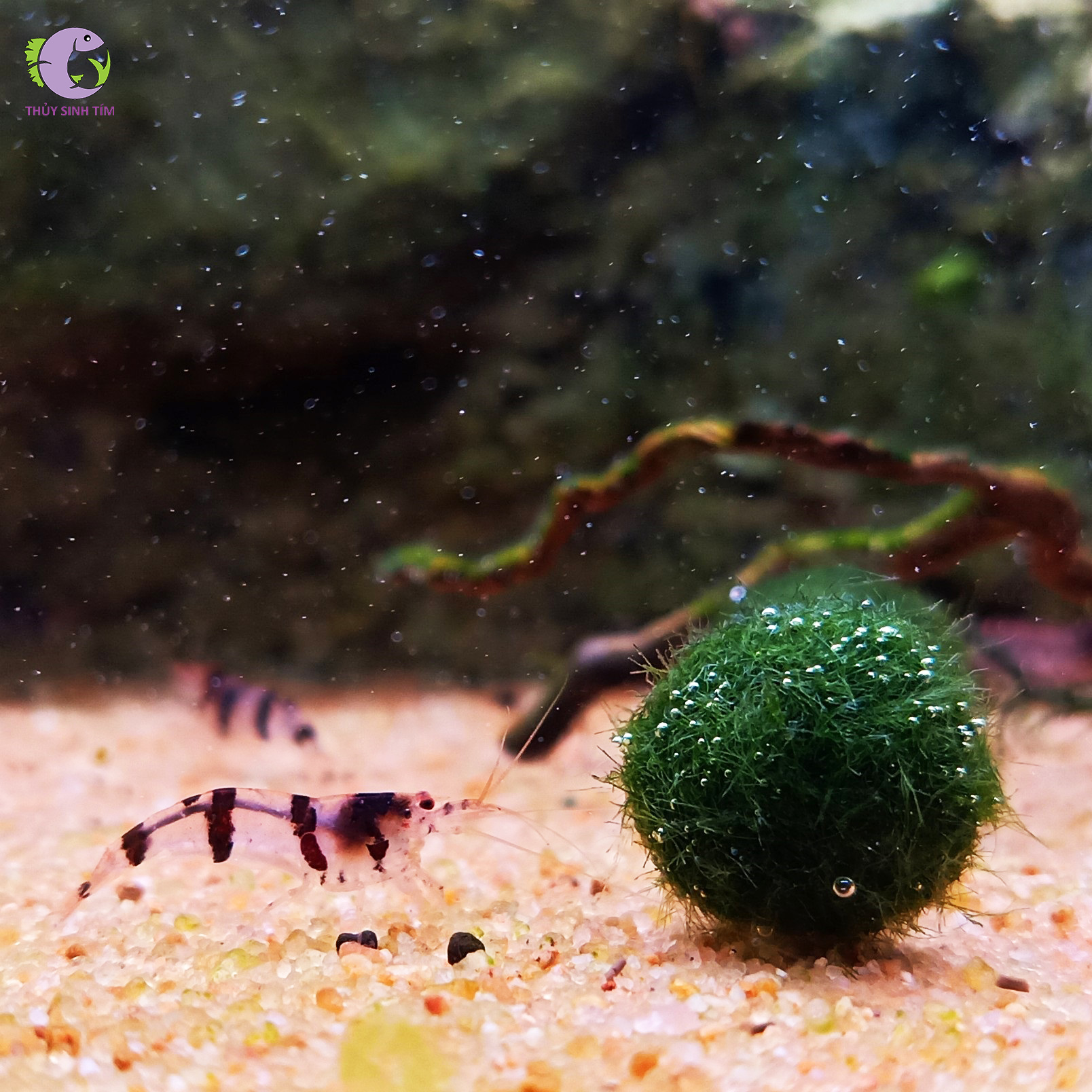 tảo cầu marimo - 2