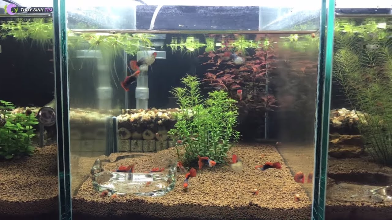 bộ lọc đáy taiwan