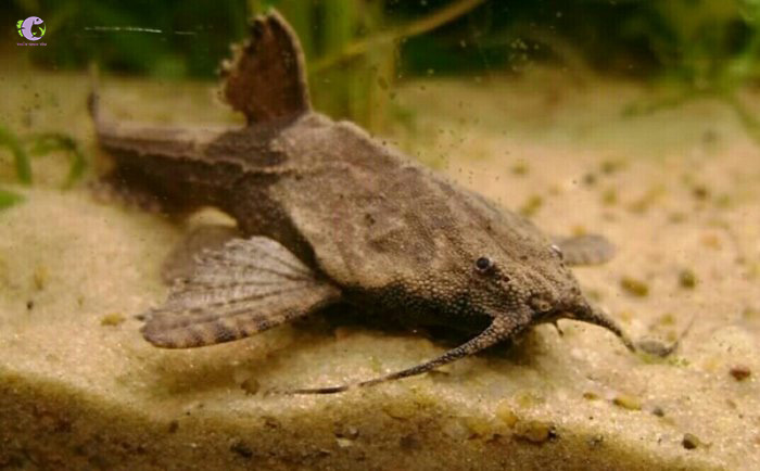 Cá Mèo Lá Nam Mỹ-2