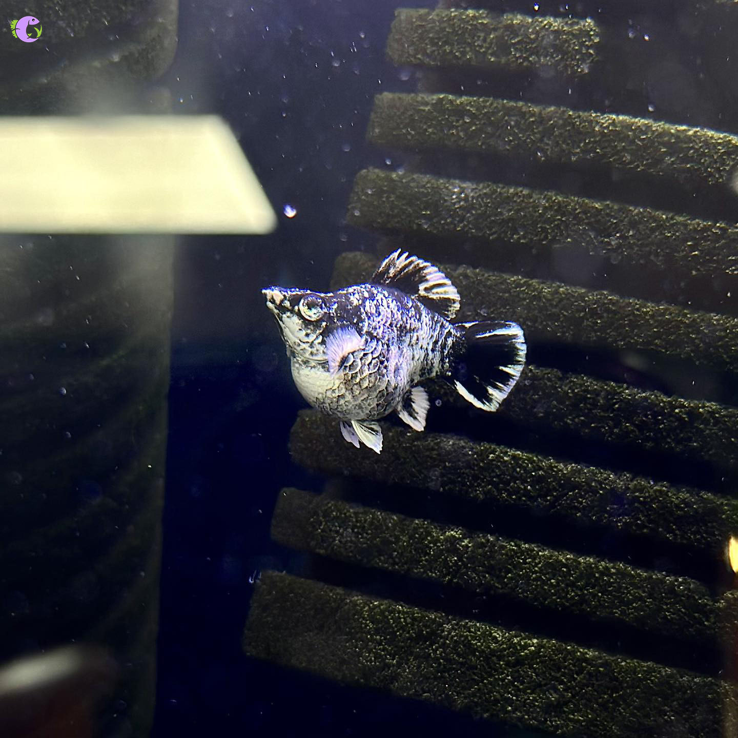 Cá Molly Short Ngựa Vằn Mắt Xanh - 1