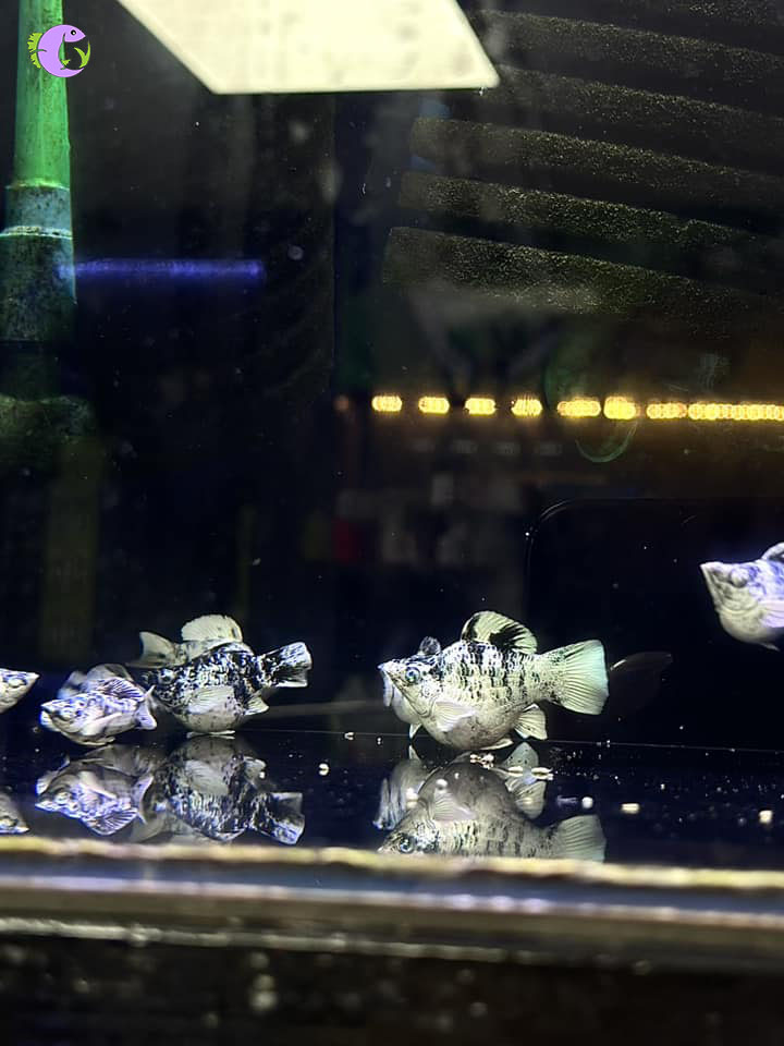 Cá Molly Short Ngựa Vằn Mắt Xanh - 2