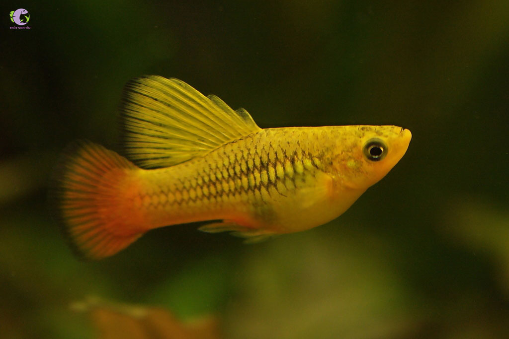 Cá Mún Kim Tiền-1