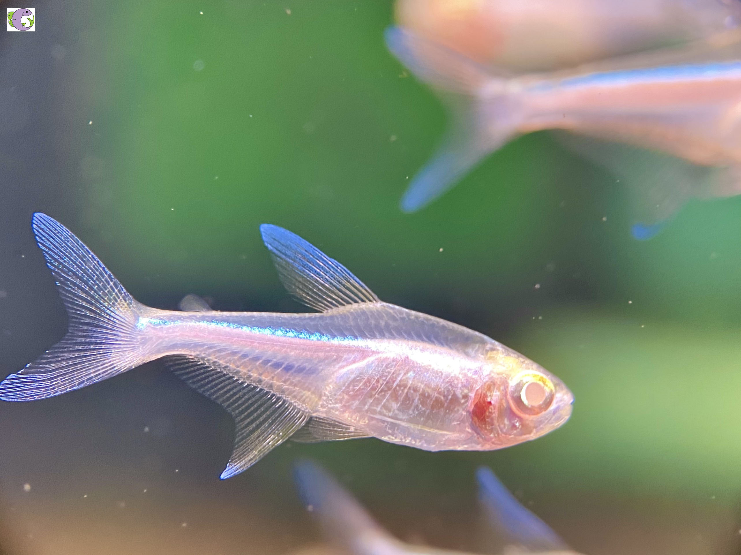 Cá Neon Vua Albino - 1