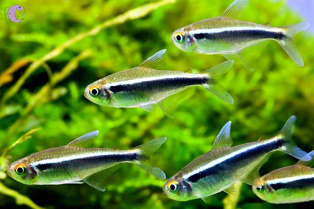 cá neon đen thủy sinh tím - 2