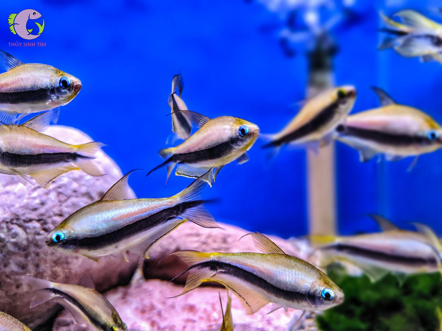 cá neon hoàng đế thủy sinh tím - 2