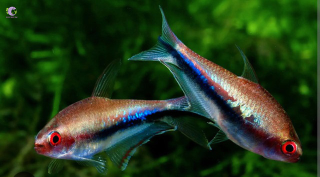 Cá Neon Hoàng Đế Cầu Vồng-1