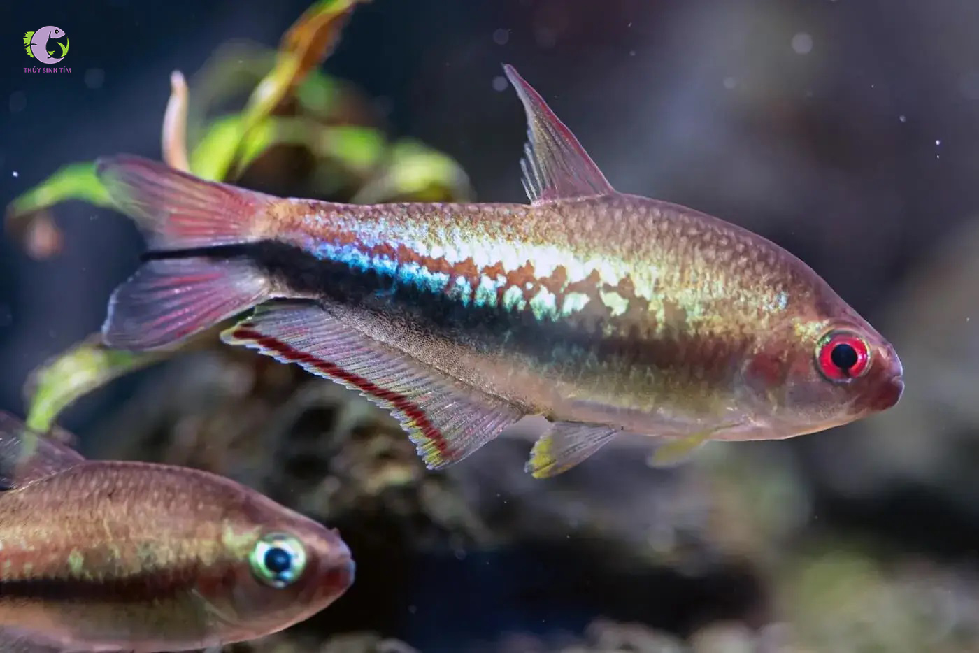 Cá Neon Hoàng Đế Cầu Vồng-2