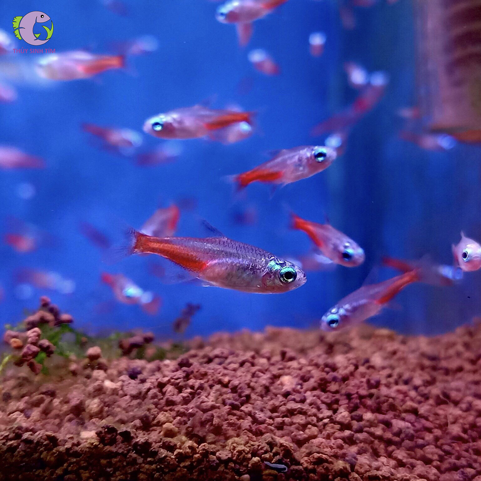 cá neon kim cương thủy sinh tím - 2