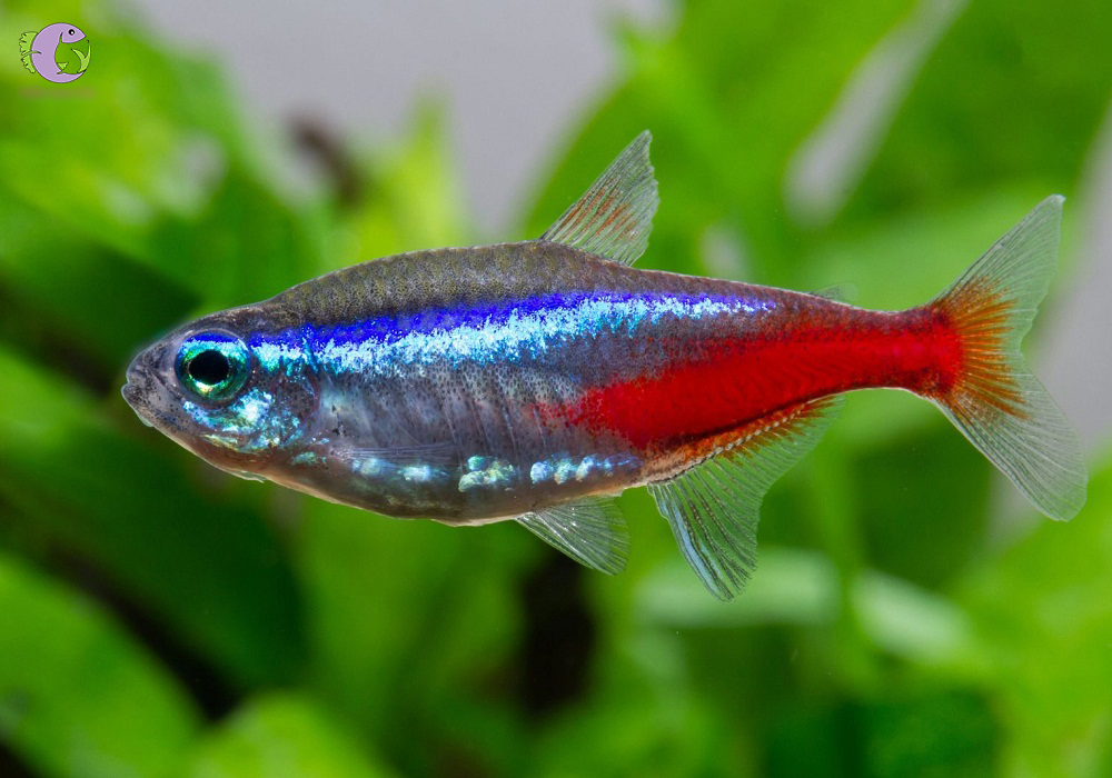 cá neon thường thủy sinh tím - 1