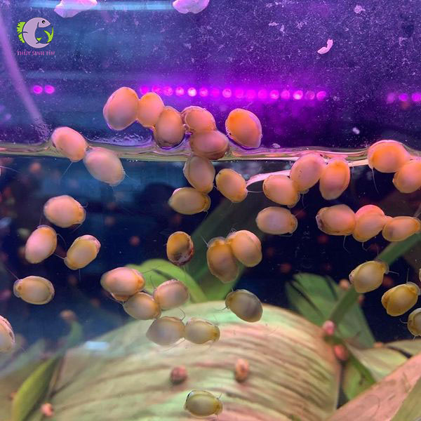 ốc nerita-2