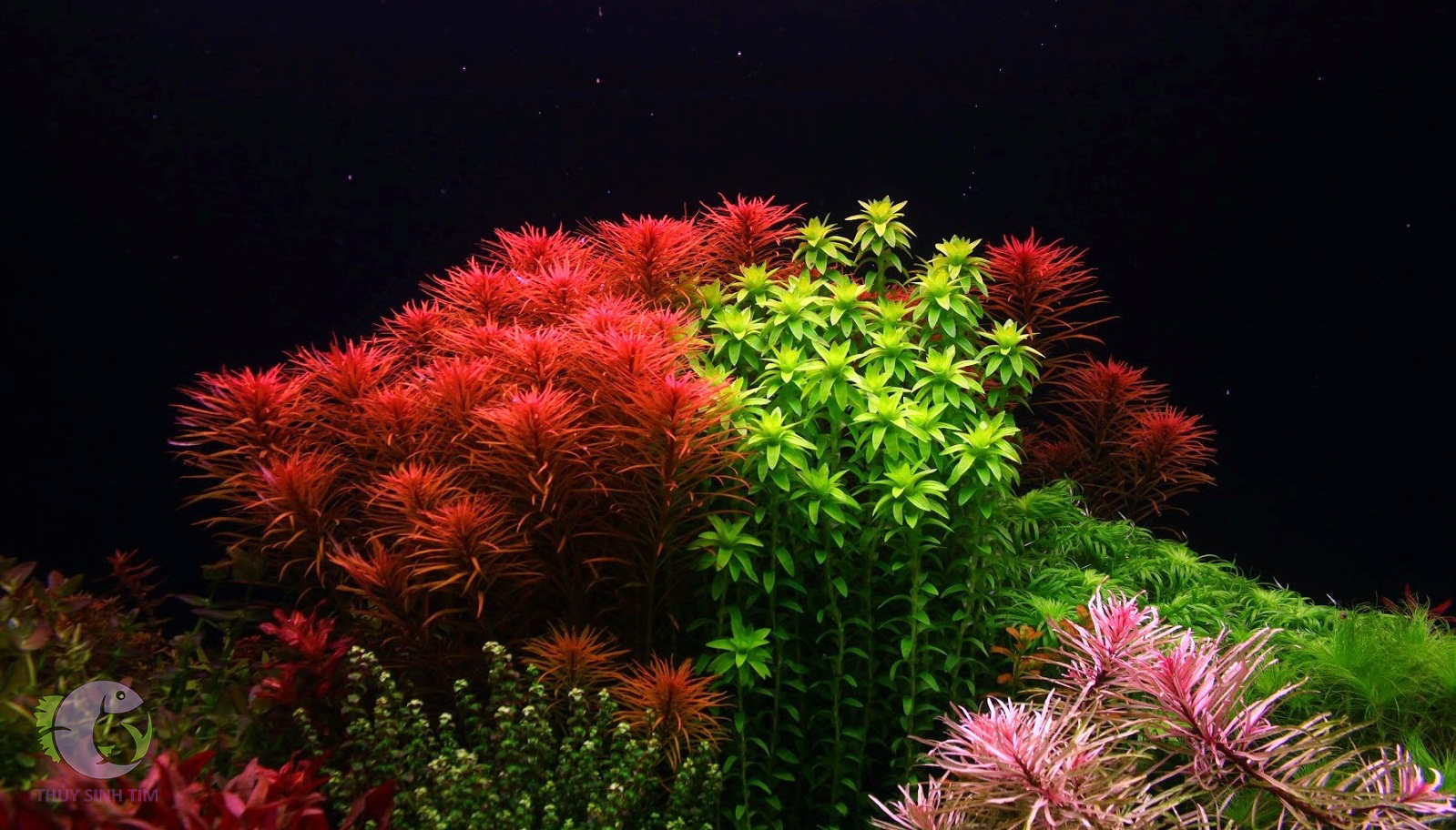 phân nước neo solution 2 - 2