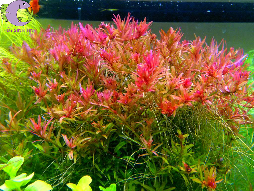 phân nước thủy sinh cao cấp T-Fertz Red - 2