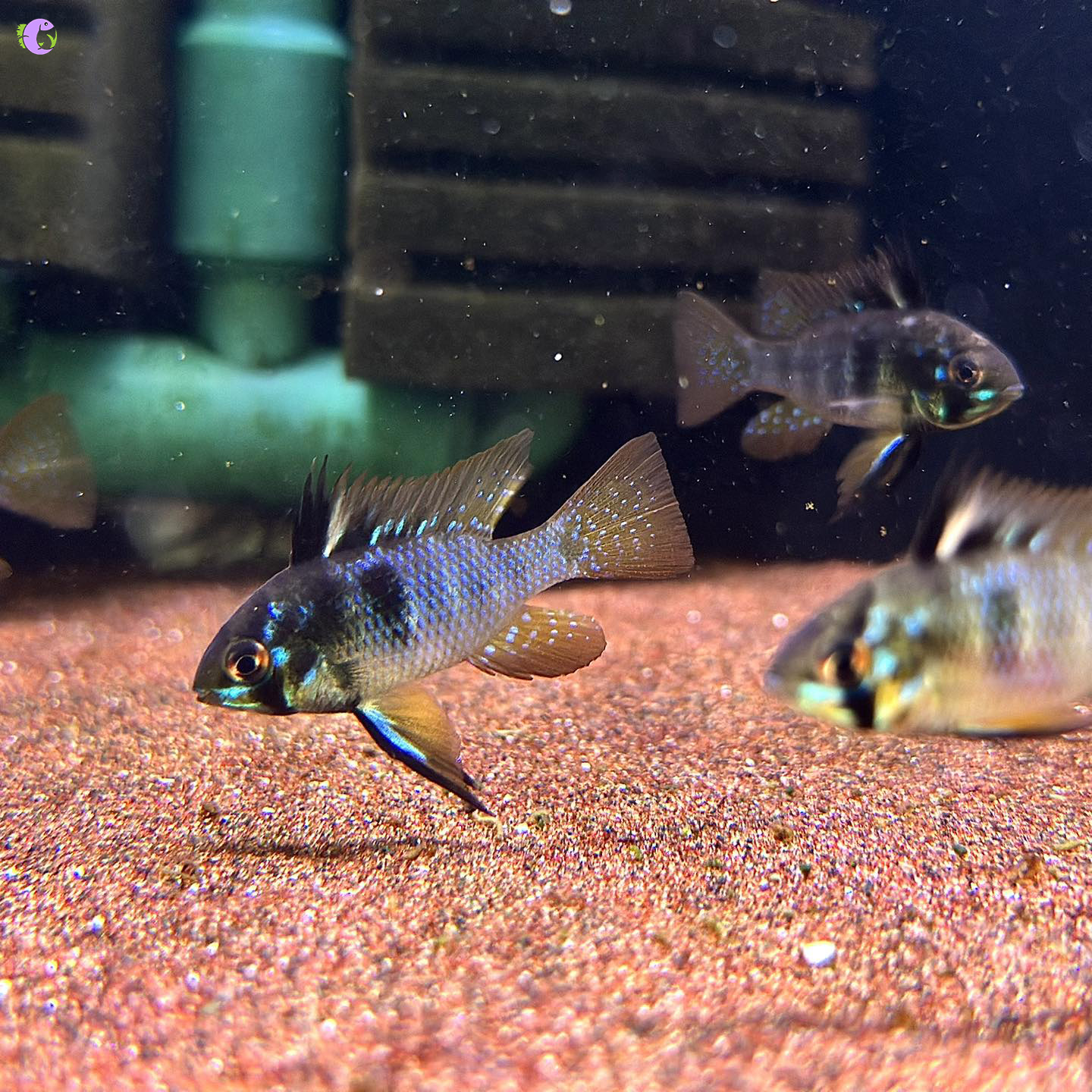 Cá Phượng Hoàng Dark Knight Ram - 1