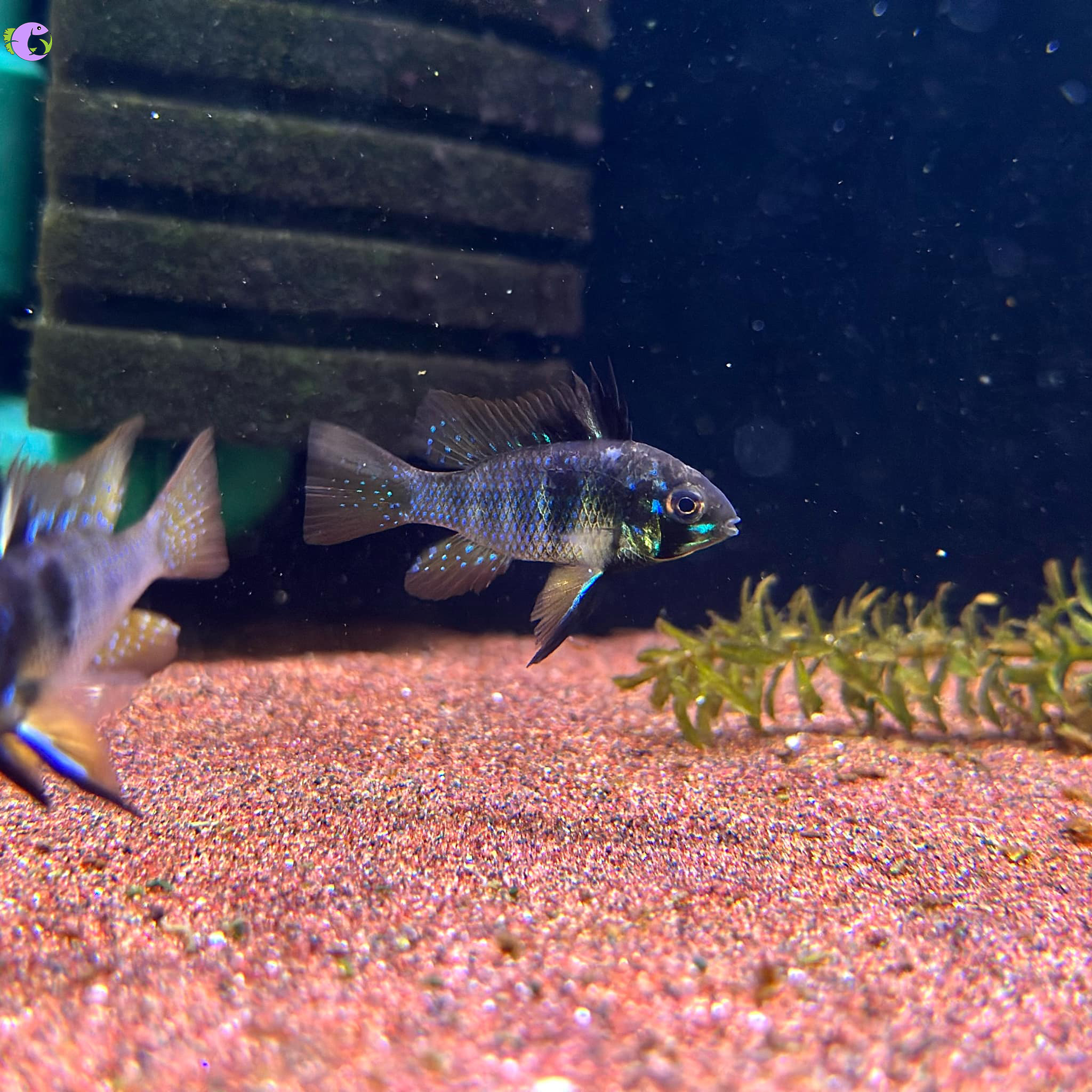 Cá Phượng Hoàng Dark Knight Ram - 2