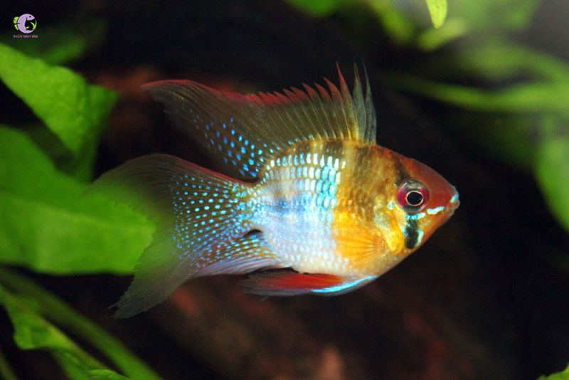 Cá Phượng Hoàng Ngũ Sắc Balloon-2