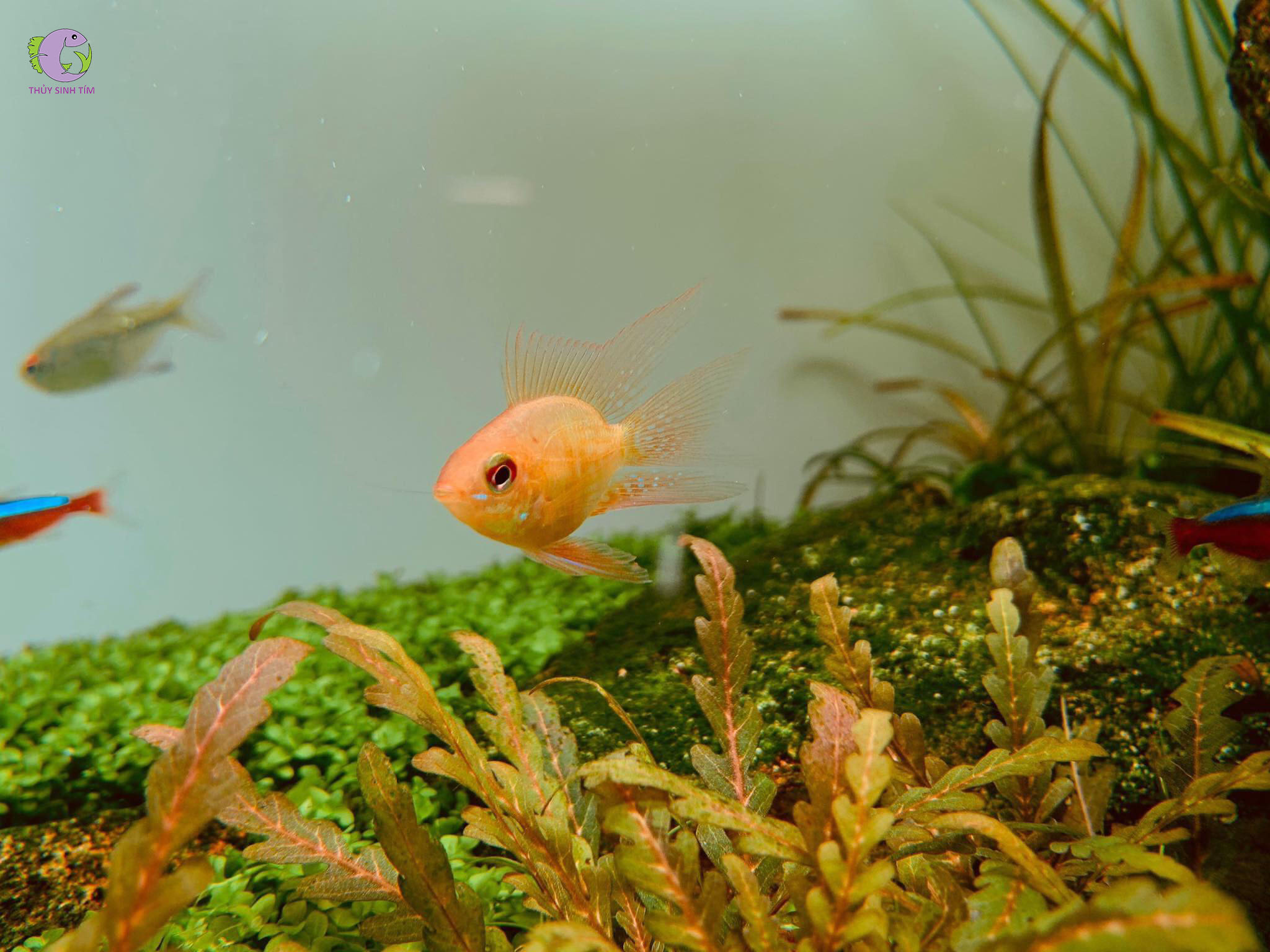 Cá Phượng Hoàng Vàng-2