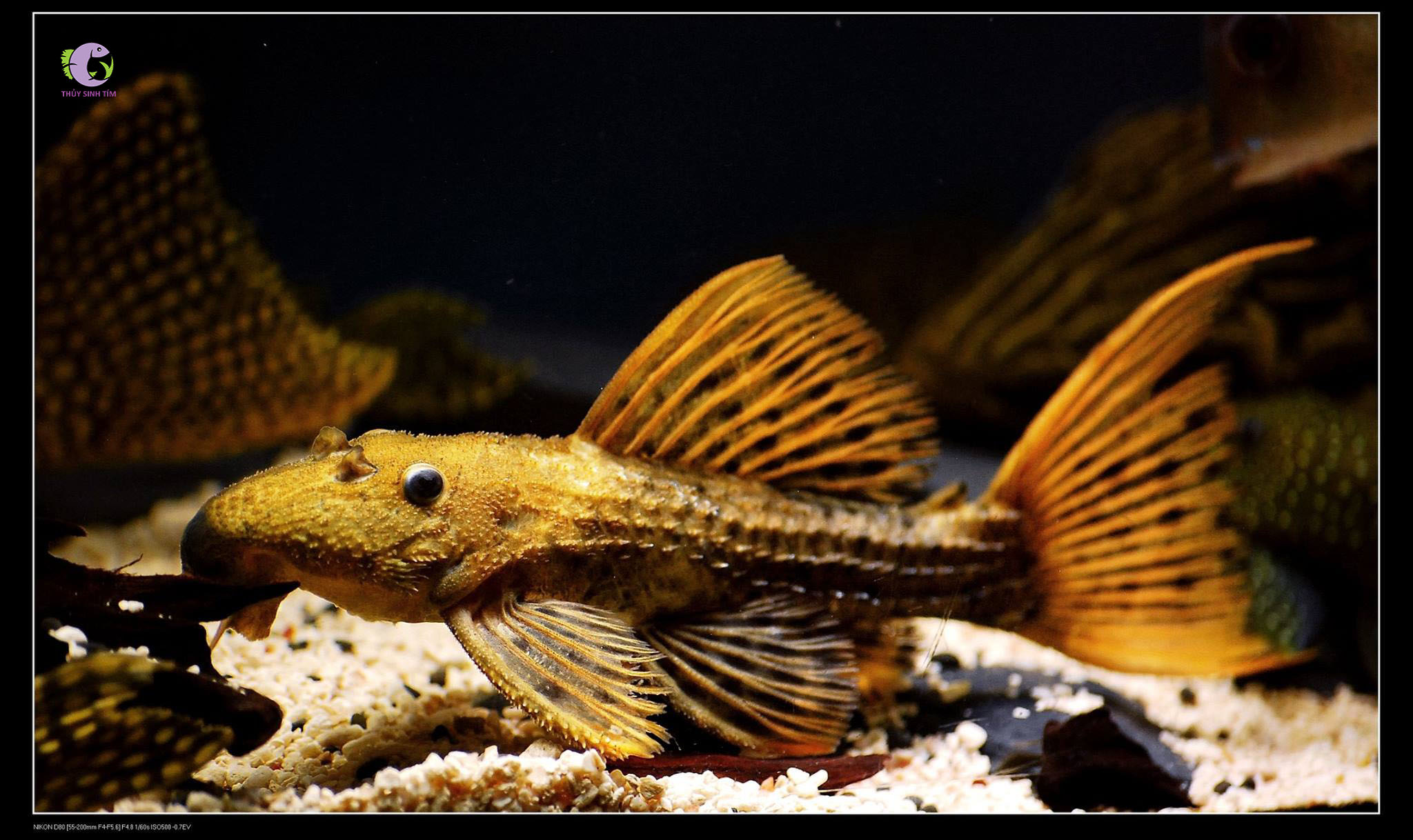 Cá L96 - Spotted Cactus Pleco -2