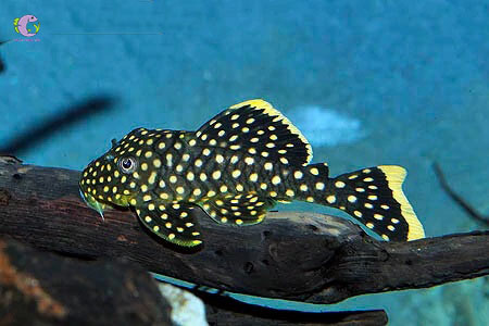 Cá Pleco L177 - Gold Nugget-2