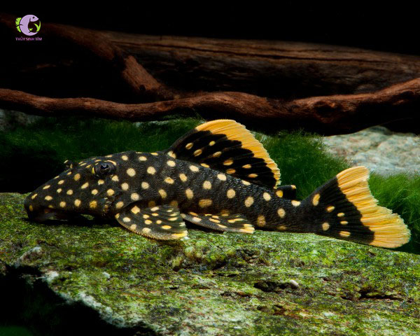 Cá Pleco L177 - Gold Nugget-1