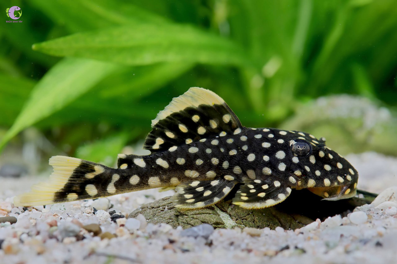 Cá Pleco L18 - Golden Nugget -2