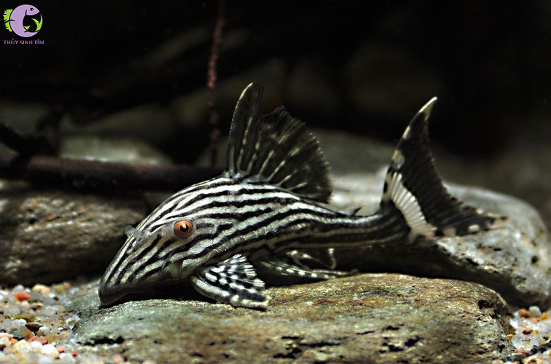 Cá L190 Royal Pleco 1